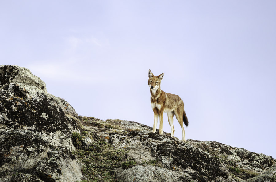 banner-image
