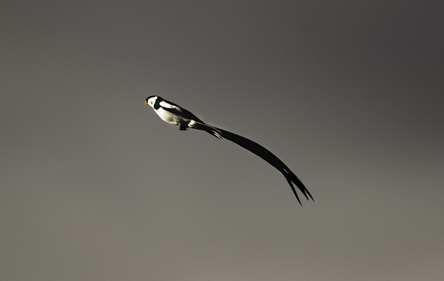 banner-image